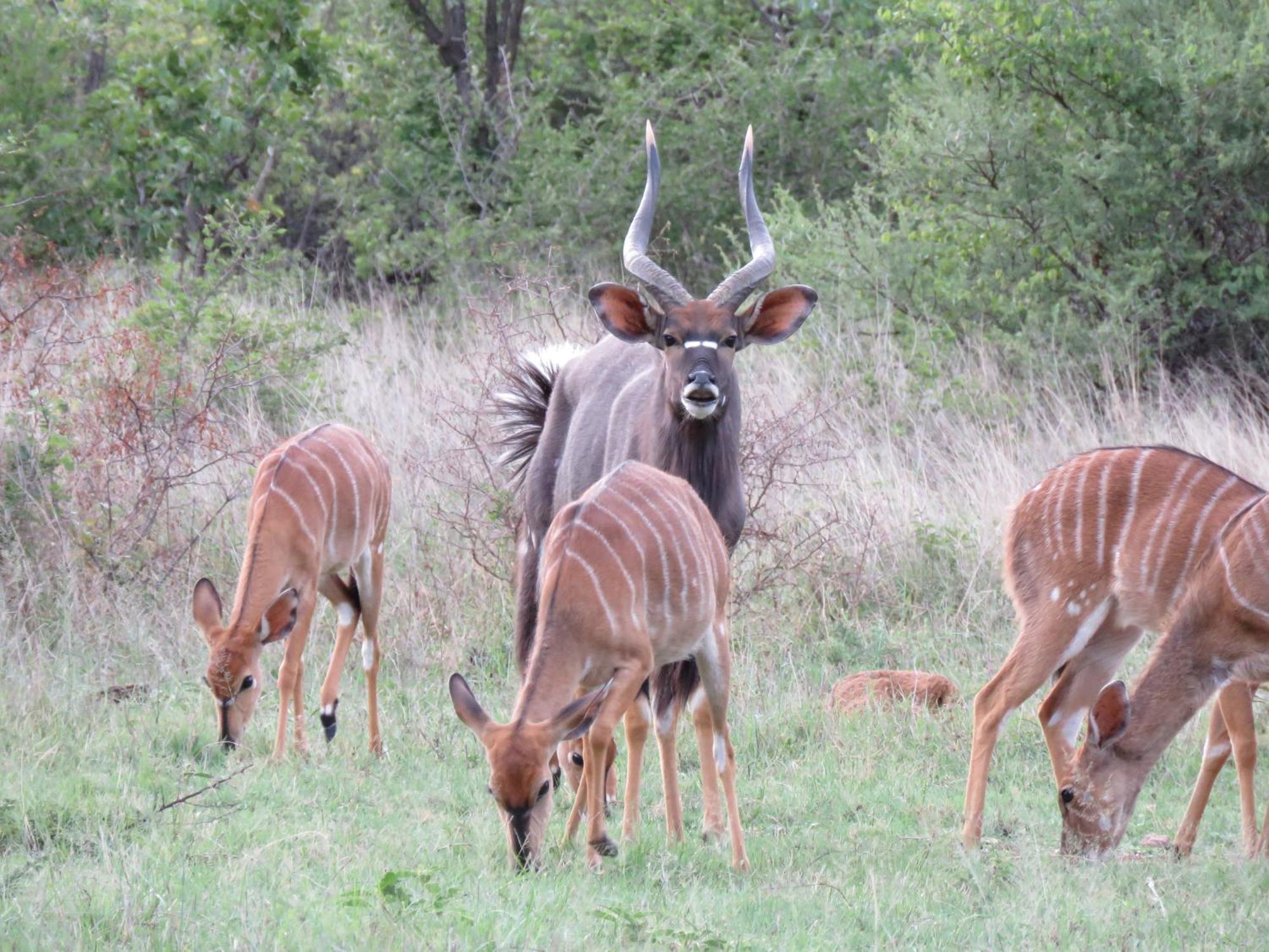 Sable Creek Safari Lodge Tzaneen Exterior foto